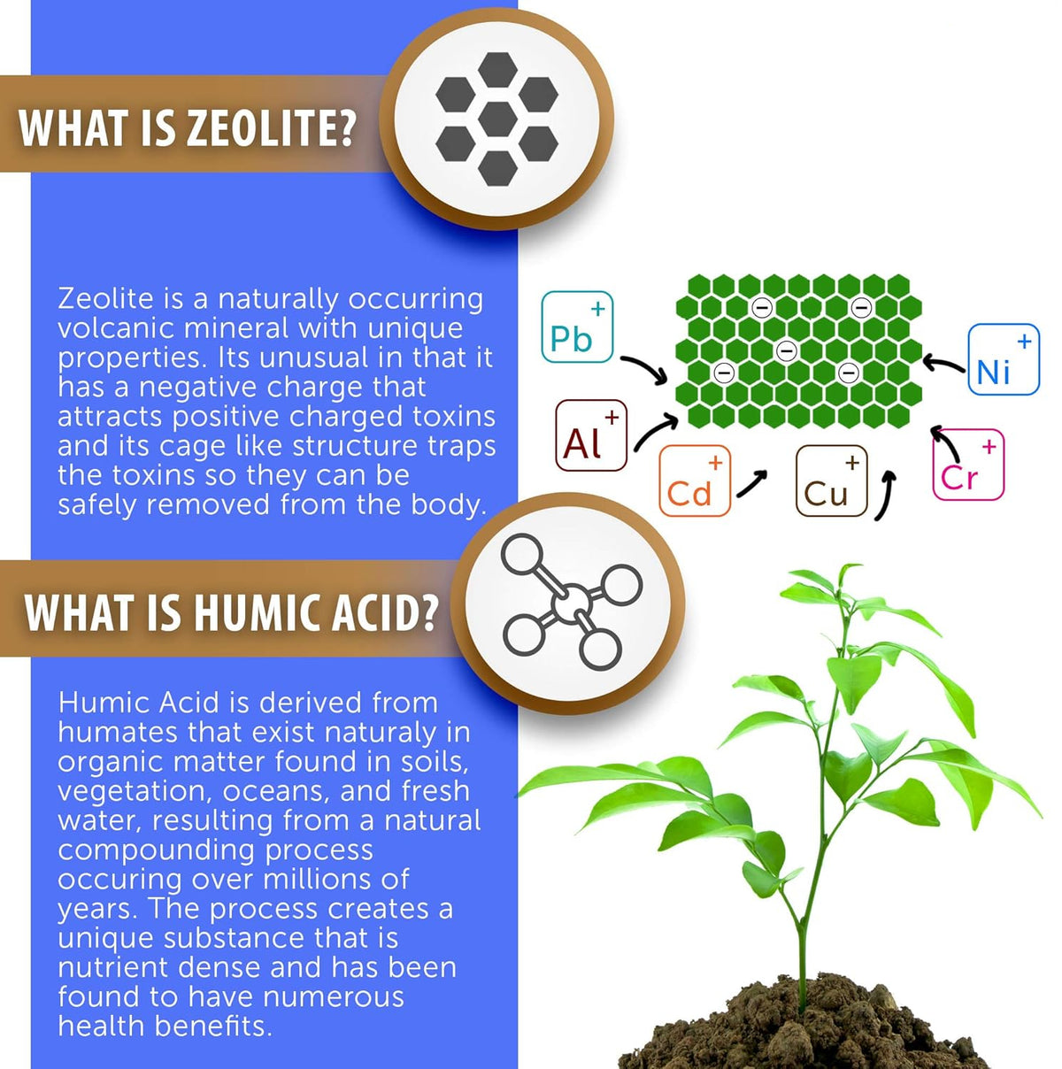 Infographic about zeolite and humic acid with text and a plant illustration.