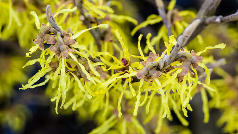 Close-up of Witch Hazel branches with vibrant yellow flowers in full bloom.