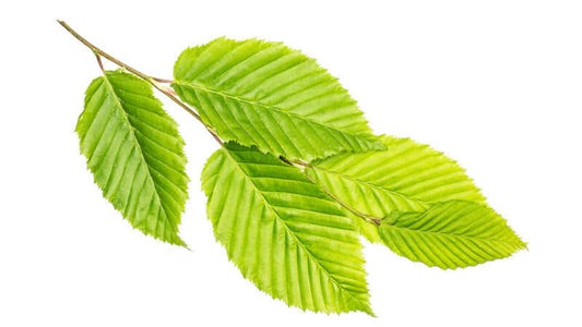 Slippery Elm leaves viewed from multiple angles, showcasing their vibrant green colors and serrated edges.