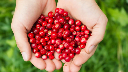 Cranberry, Freshly picked cranberries held in hands, showcasing their vibrant red color and natural shine.
