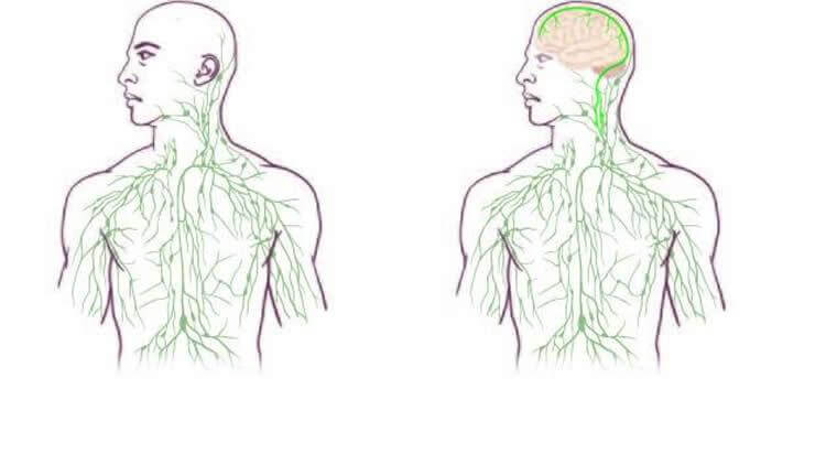 Illustration showing the link between the brain and immune system in the human body.