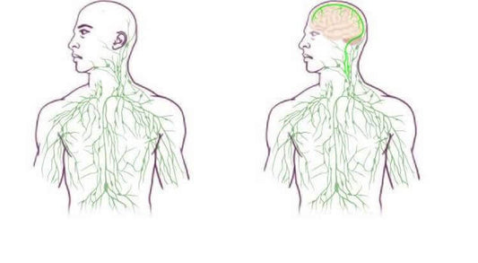 Illustration showing the link between the brain and immune system in the human body.