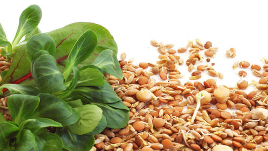 Fresh soybeans and isoflavones spread on a white background, showcasing healthy plant-based nutrition.