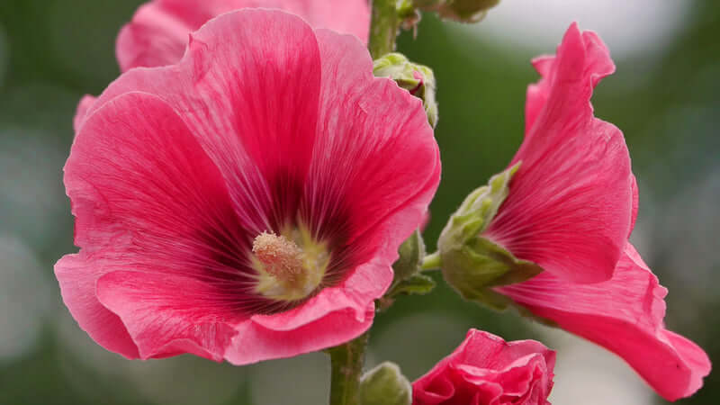 Close-up image of pink Malva Leaf flowers in bloom against a soft background.