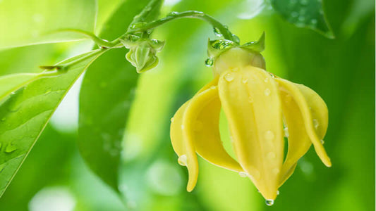 A close-up of a yellow Ylang Ylang flower with droplets on its petals and lush green leaves in the background.