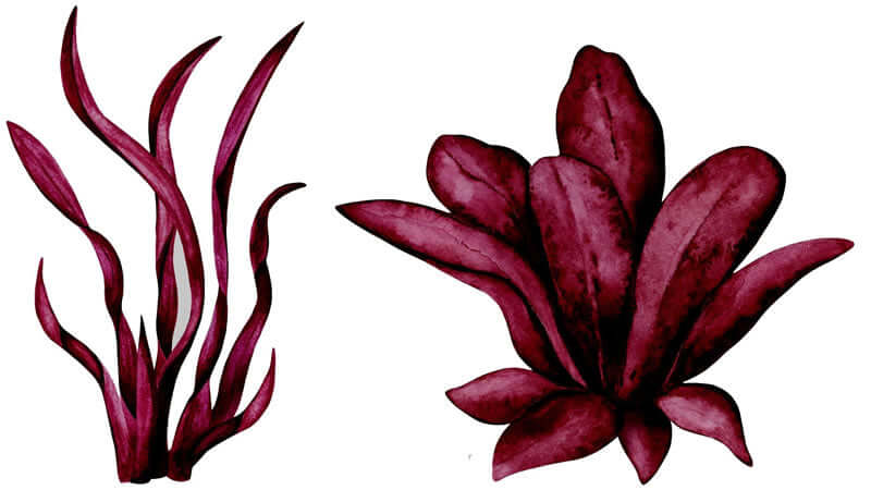 Illustration of Dulse, featuring red seaweed varieties showcasing their unique shapes and textures.