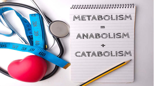 Image showing a notepad with notes on metabolism, anabolism, and catabolism related to Personalize Your Health Plan.
