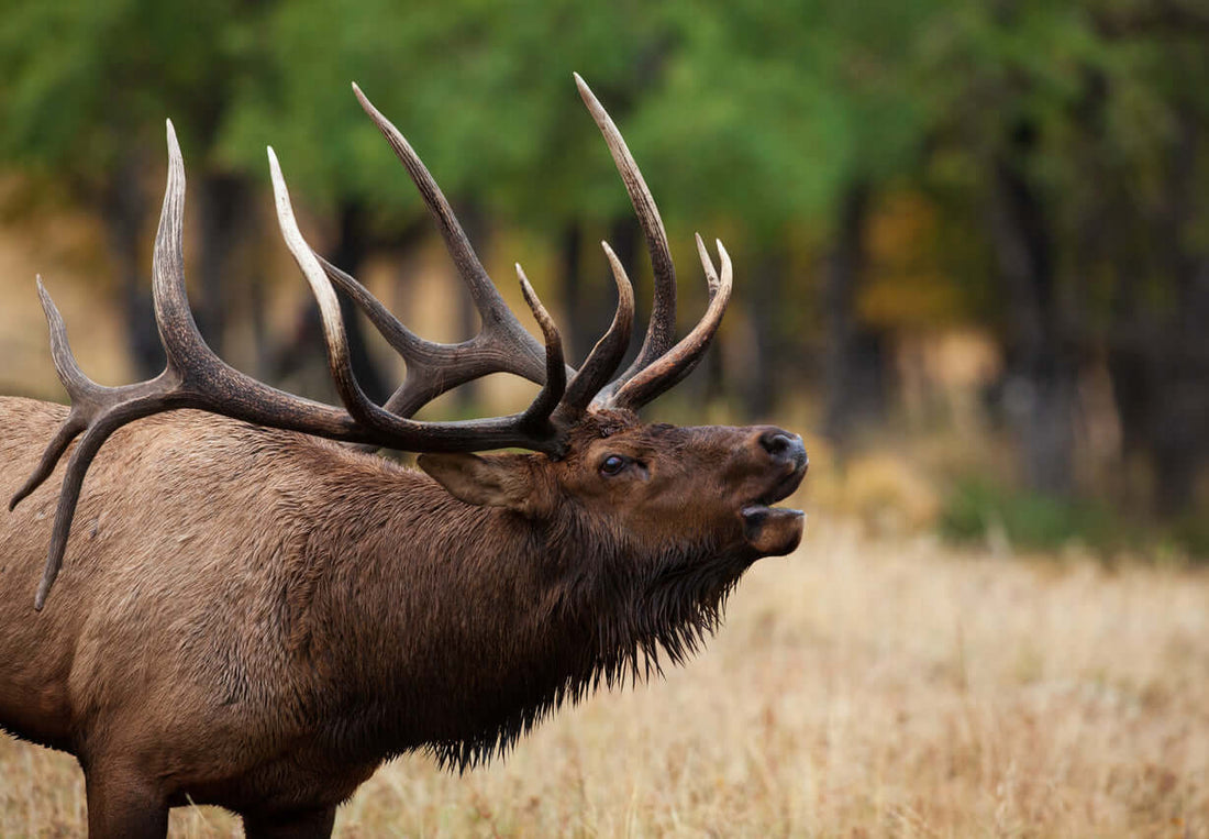 Elk Antler Velvet and Testosterone: Majestic elk showcasing impressive antlers in a natural setting.