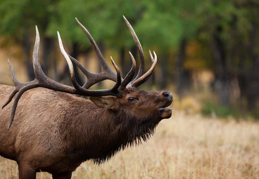 Elk Antler Velvet and Testosterone: Majestic elk showcasing impressive antlers in a natural setting.