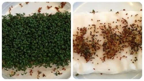 EMFs Effects on Seeds: germinated seeds showing growth differences under EMF exposure.