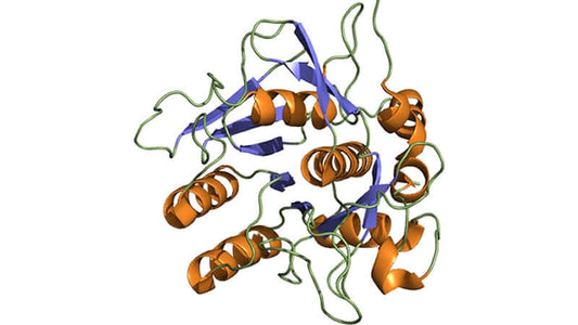 Nattokinase and Cardiovascular Health protein structure visualization in 3D model.