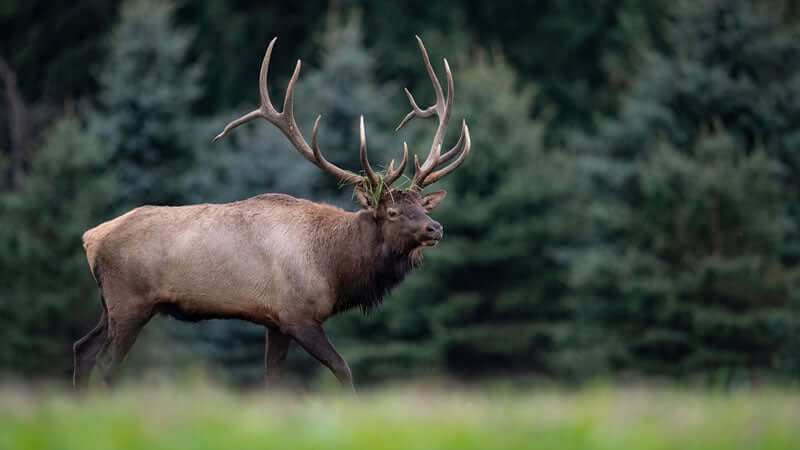 Elk Antler is Anti-aging