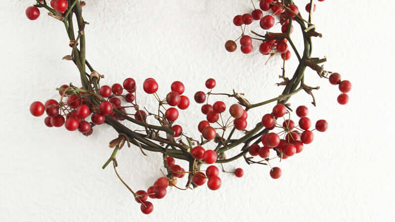 Sarsaparilla plant with red berries on a decorative wreath, highlighting its natural beauty and unique features.