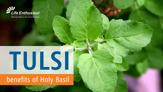 Close-up of Tulsi leaves with text highlighting benefits of Holy Basil.