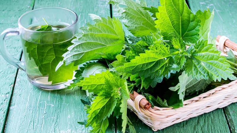 Fresh Nettle leaves and a cup of Nettle tea on a wooden table, highlighting the plant's vibrant green color.