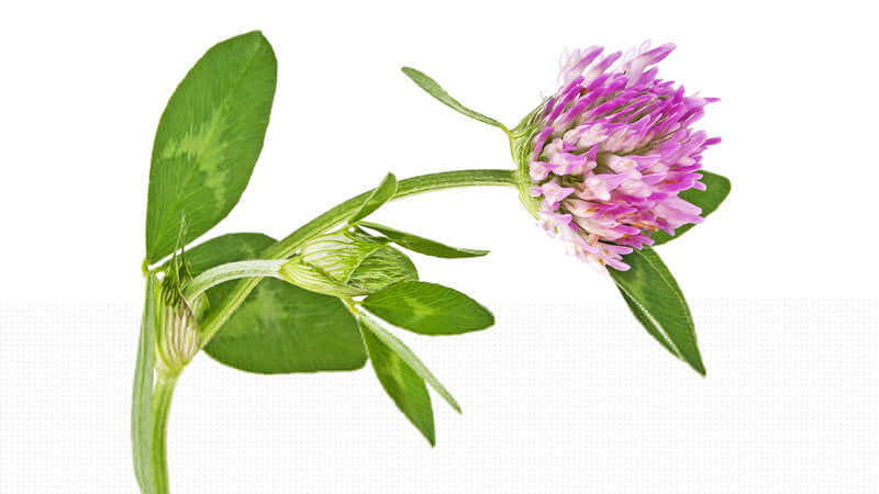 Close-up of a Red Clover plant with pink flowers and green leaves against a white background.