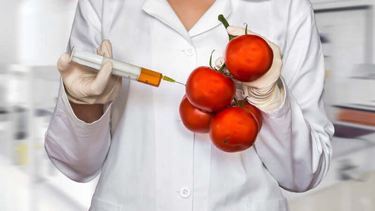 A scientist injecting genetically modified foods, specifically tomatoes, showcasing agricultural biotechnology.