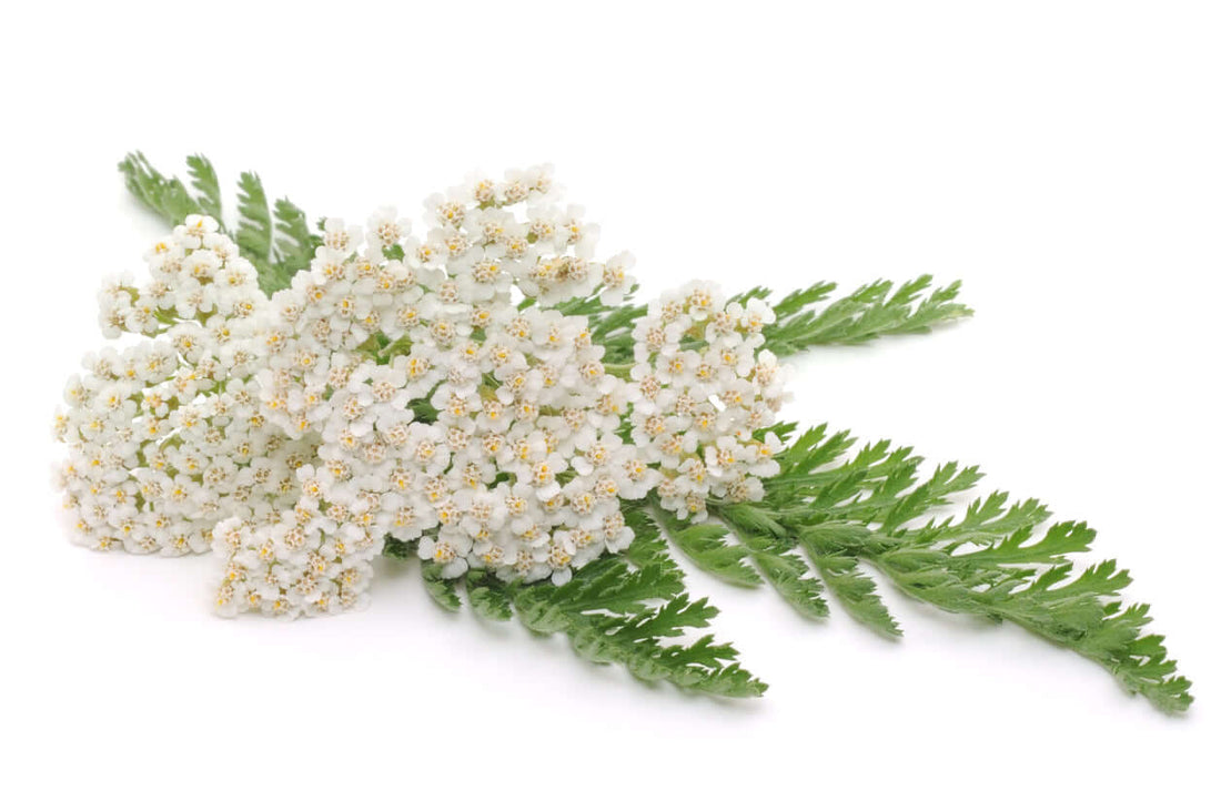 A cluster of Yarrow flowers with white petals and green fern leaves on a white background.