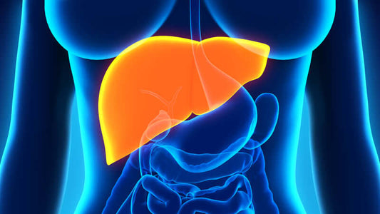 Illustration of the liver highlighting the process of Liver Cleanse to Rebuild.