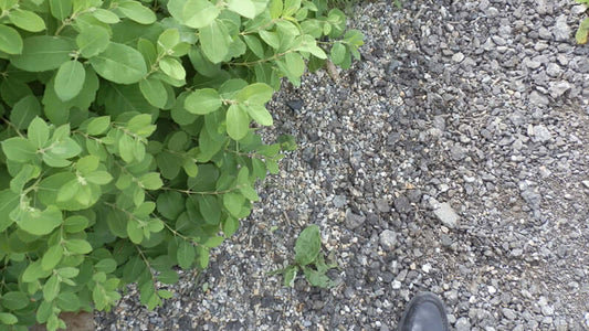 Iridium, Close-up view of green leaves alongside gravel soil and a person's black shoe.