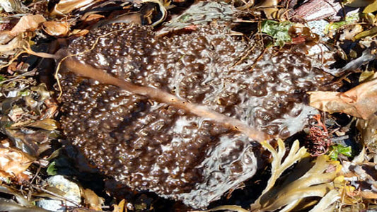 Algae Brown showcasing a large, textured brown algae leaf among seaweed and debris on a beach.