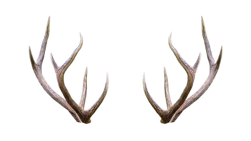 Elk Antler Velvet Rheumatoid Arthritis Study