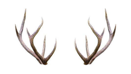 Elk Antler Velvet Rheumatoid Arthritis Study