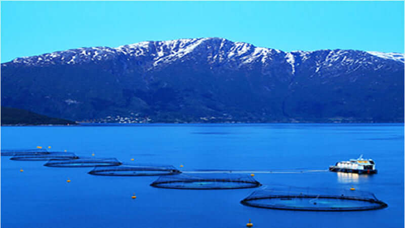Farmed Salmon Troubles: Fish farming cages in a tranquil blue water with mountains in the background.
