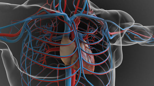 Detailed anatomical illustration of the heart and circulation basics with visible blood vessels.