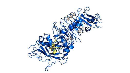 3D structure of Serrapeptase, an enzyme studied in Serrapeptase Research.