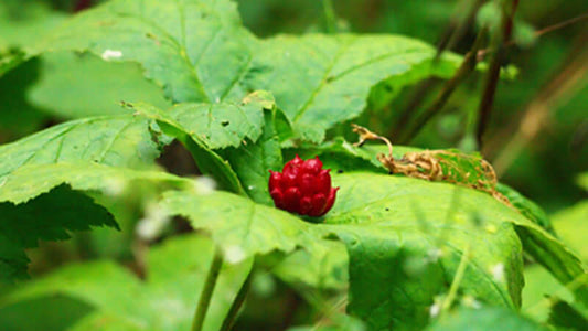 Goldenseal plant with red bud nestled among green leaves in a natural setting.