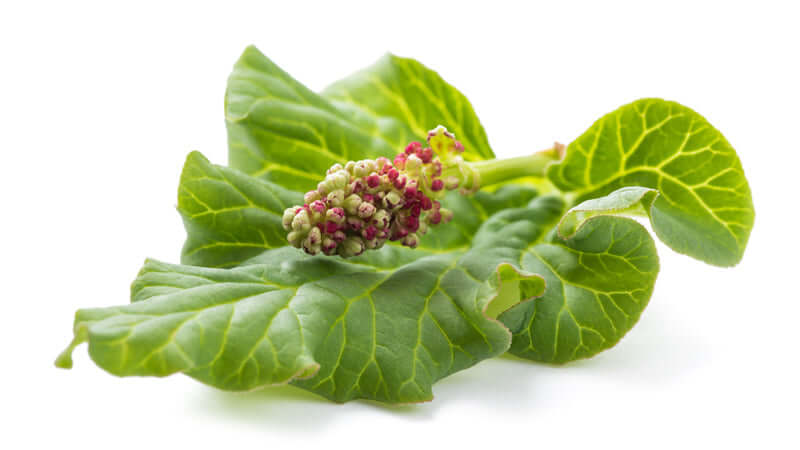Close-up of Turkish Rhubarb leaves and flowers on a white background.