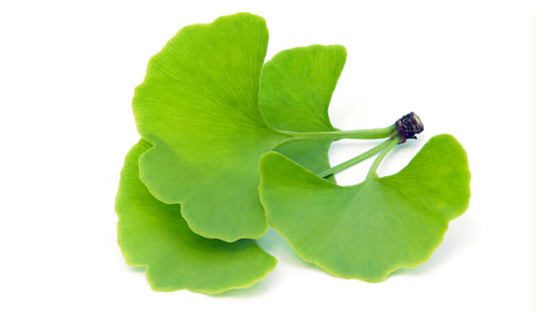 Fresh green leaves of Gingko Biloba plant on a white background, highlighting their unique fan shape.