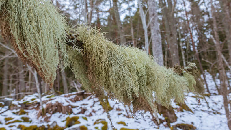 Close-up of Usnea moss hanging from a tree branch in a snowy forest.