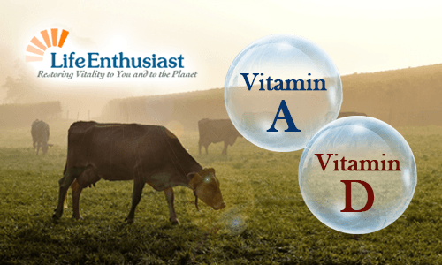 Image depicting Vitamin A and Vitamin D, related to Fat Soluble Vitamins, with a cow in a pasture.
