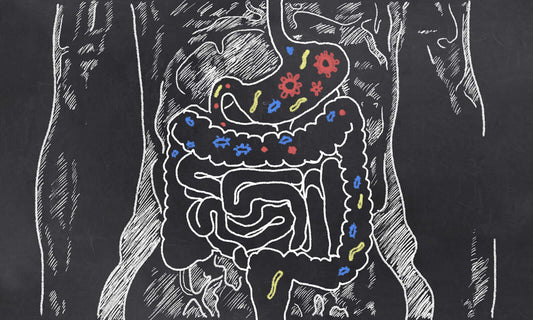 Illustration of the human digestive system explaining its structure and common disorders.