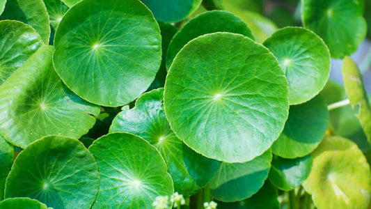 Close-up of vibrant green leaves of Amor Seco plant, showcasing its round shape and texture.