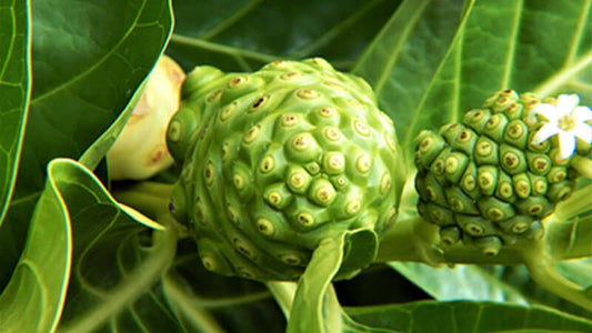 Noni Jevari Oberon fruit growing among green leaves in a tropical environment.