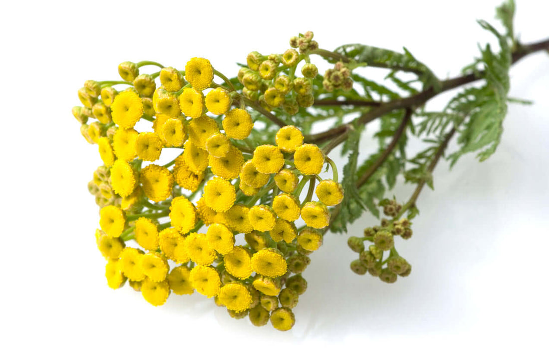 Bright yellow Tansy flowers on a green stem against a white background.