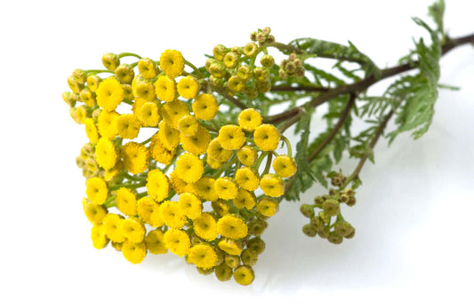 Bright yellow Tansy flowers on a green stem against a white background.