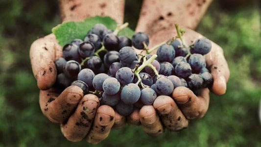 Hands holding freshly harvested grapes, symbolizing the benefits of Humic and Fulvic Acid Basics in agriculture.