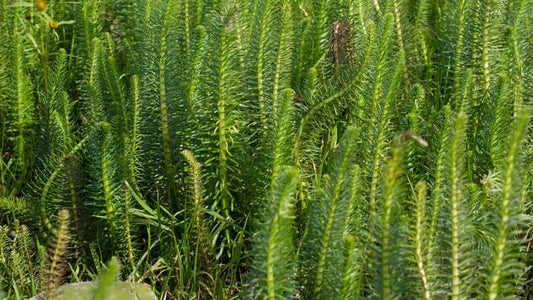 A lush green field of Horsetail plants growing in sunlight, showcasing their distinctive needle-like structure.