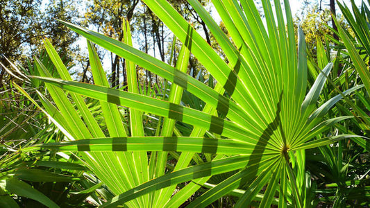 Vibrant green Saw Palmetto leaves in sunlight showcasing their unique fan shape.