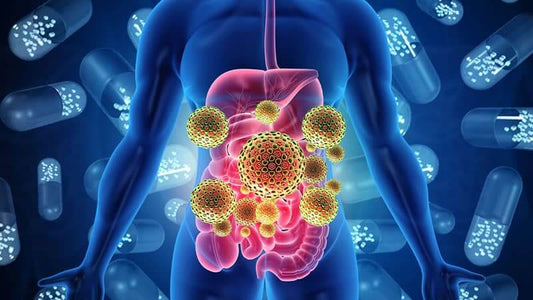 Illustration of human body showcasing Safety and Efficacy of Probiotics and gut health.