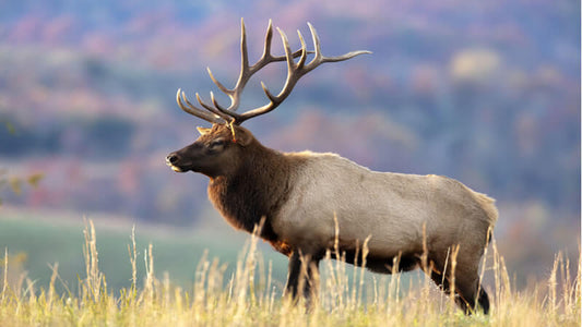 Elk Antler: A majestic elk standing in a field showcasing its impressive antlers against a scenic backdrop.