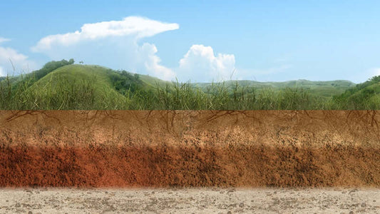 Humic Acid Effects on Animals and Humans (pdf)