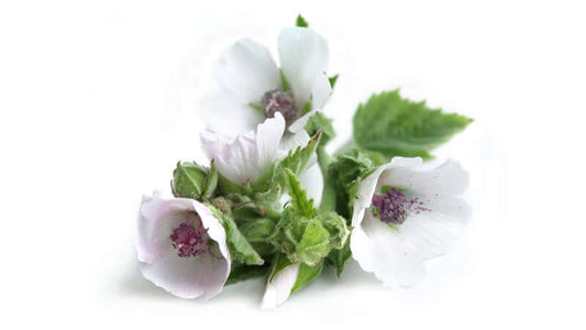 Close-up of marshmallow flowers showcasing their delicate white petals and green leaves.