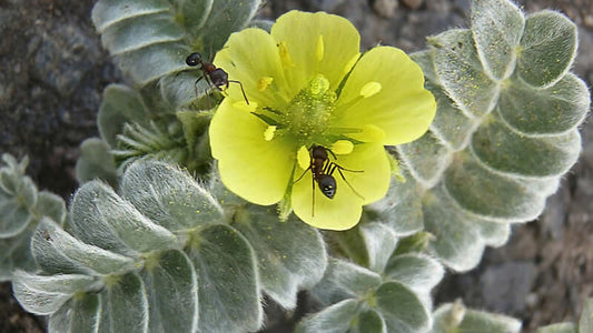 Close-up of a yellow flower with ants, showcasing the beauty of nature related to Tribulus.