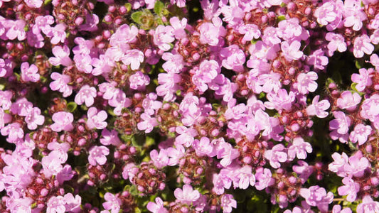 A close-up view of vibrant pink flowers of thyme, showcasing the beauty of thyme blossoms in nature.