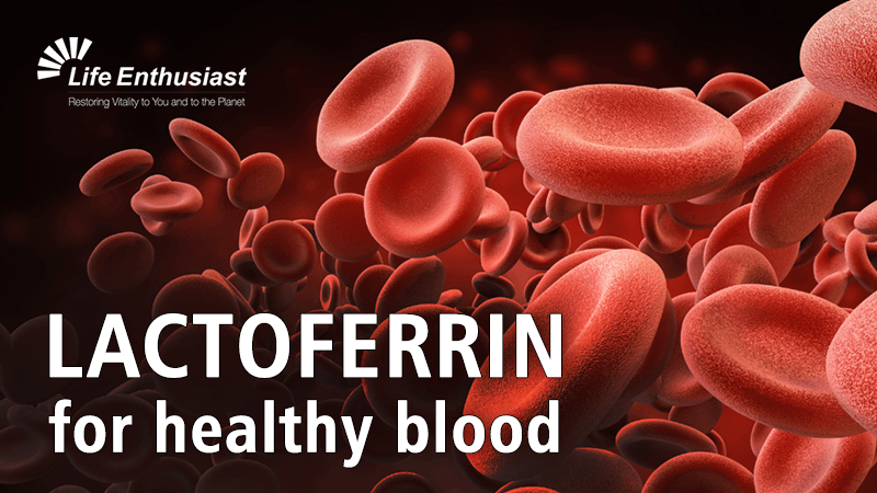 Red blood cells illustrating LACTOFERRIN for healthy blood in The Biology of Lactoferrin